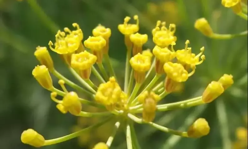Hierbas Esenciales para el Hogar: Cultivo y Usos Culinarios y Medicinales