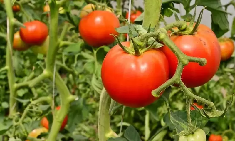 Guía Integral para Proteger Tomates de Plagas Comunes