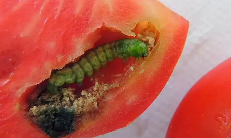 Manejo de Plagas en Cultivos de Tomate: Orugas y Araña Roja