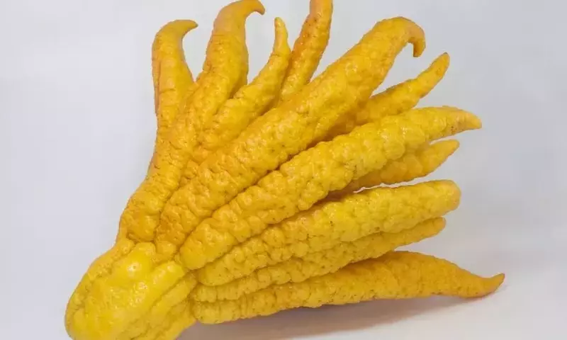 Descubriendo el Limonero 'Mano de Buda': Una Joya Cítrica Exótica