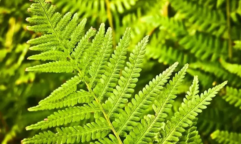 El Ritmo Secreto de las Plantas: ¿Duermen Realmente?
