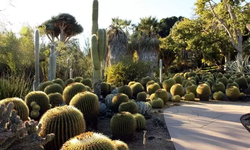 Plantas Xerófitas: Estrategias de Supervivencia en Ambientes Áridos