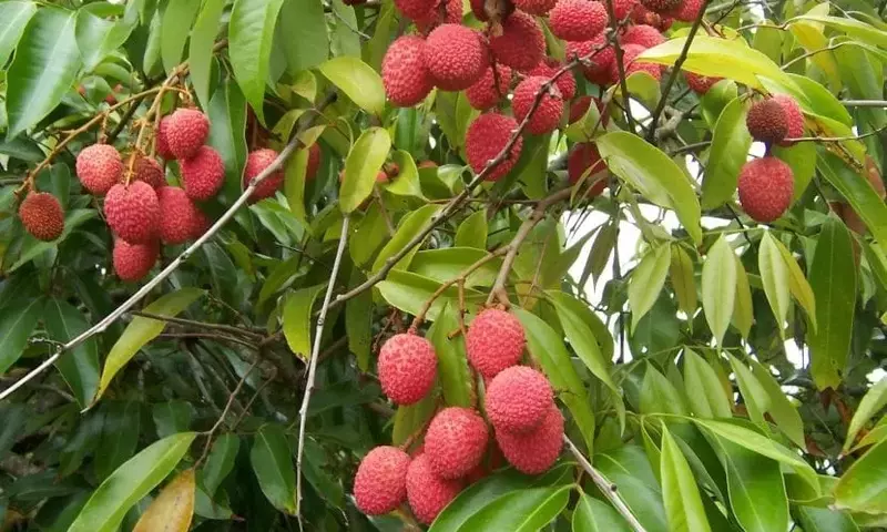 El Lichi: Un Árbol Tropical de Exquisita Belleza y Preciados Frutos