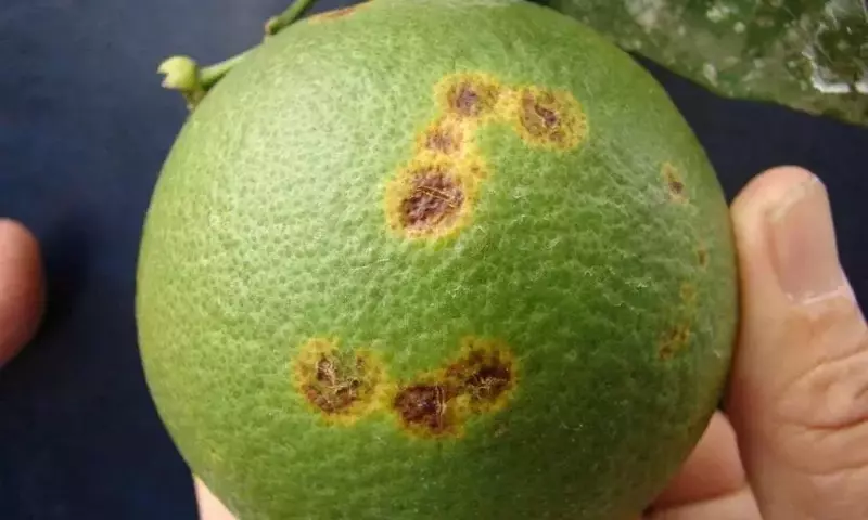 La Lepra Explosiva de los Cítricos: Identificación, Tratamiento y Prevención