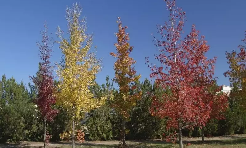 Descubriendo el Liquidámbar: Un Árbol de Esplendor Otoñal y Múltiples Usos
