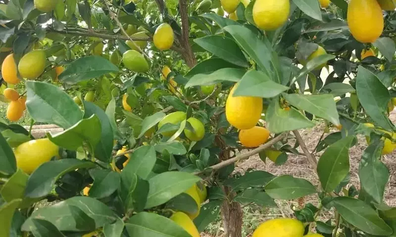 Limequat: El Fascinante Híbrido Cítrico con Múltiples Usos y Beneficios