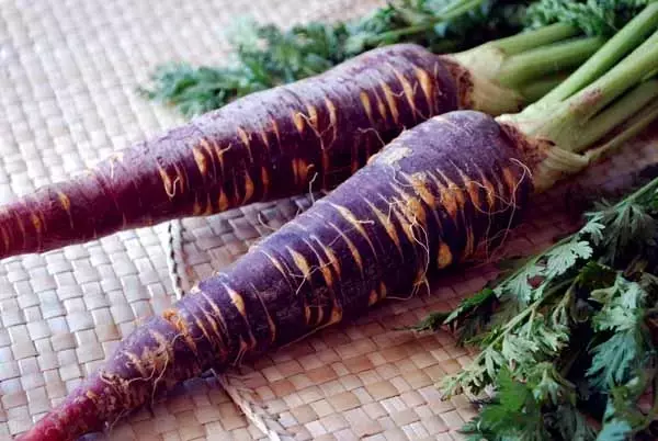 El fascinante origen y resurgimiento de la zanahoria morada