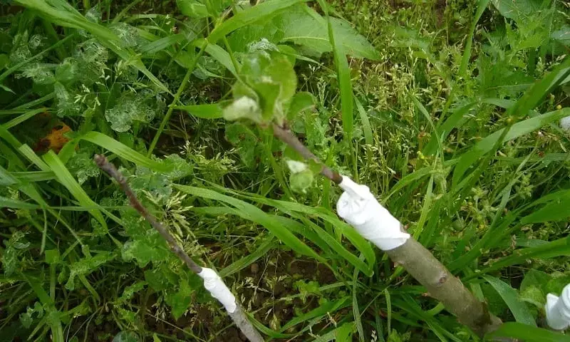 Dominando el Arte del Injerto Frutal: Técnicas y Beneficios Esenciales