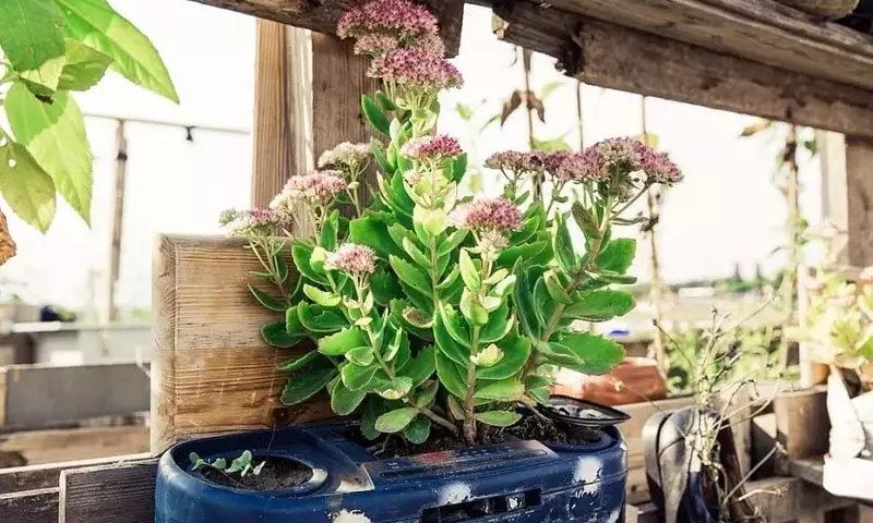 Cultivo sin Tierra: La Guía Definitiva para Huertos Hidropónicos Urbanos