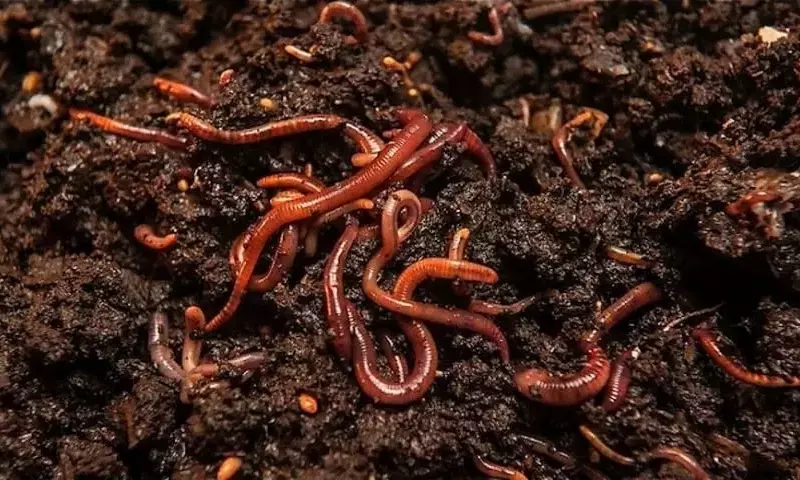 El Papel Esencial de las Lombrices de Tierra en la Salud del Suelo