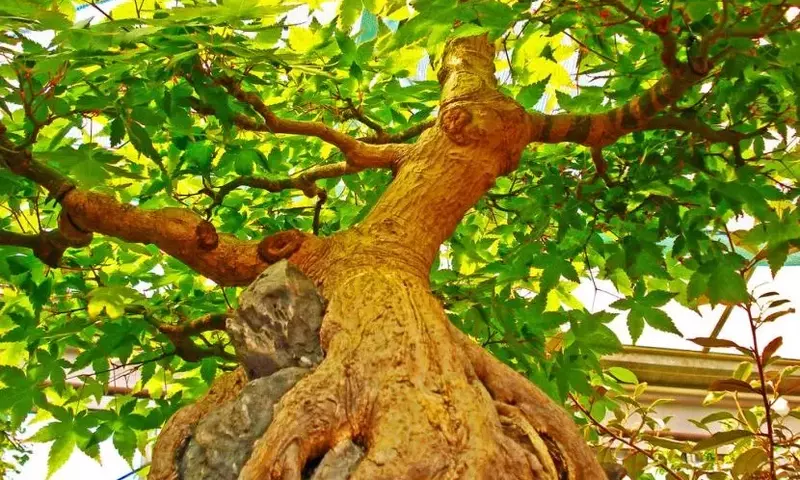 Descubriendo la Majestuosidad de los Bonsáis: Arte y Naturaleza en Miniatura