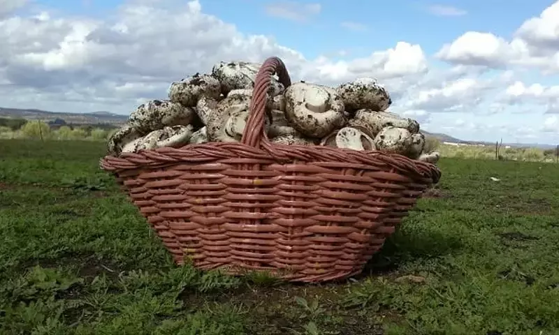 Guía Completa para el Cultivo, Cuidado y Preparación de Champiñones