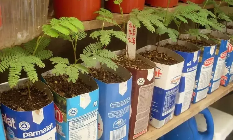 Jardinería Creativa: Transformando Desechos en Macetas Únicas