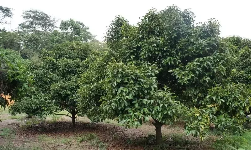 El Mangostán: Una Joya Tropical de Múltiples Beneficios