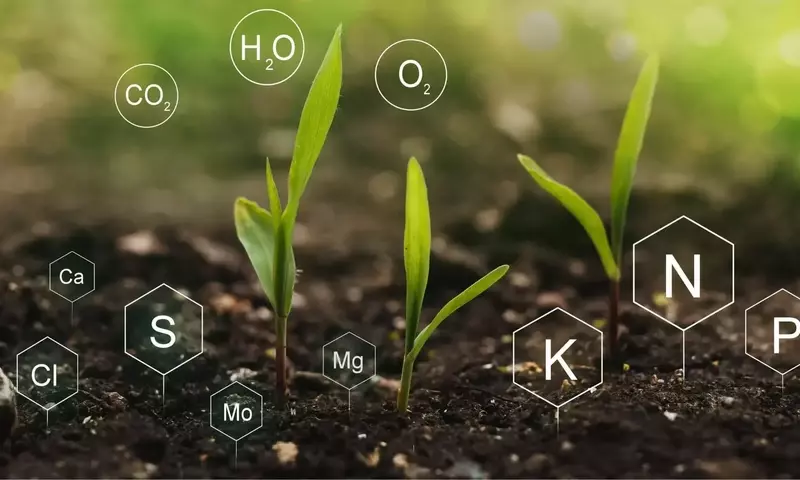 La Nutrición Vegetal: Esenciales para un Jardín Vibrante