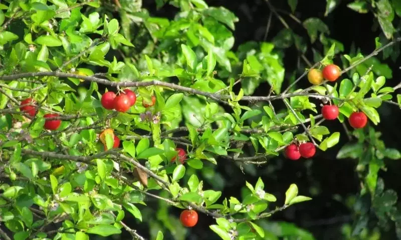 Descubriendo la Acerola: Un Tesoro Botánico de Múltiples Usos