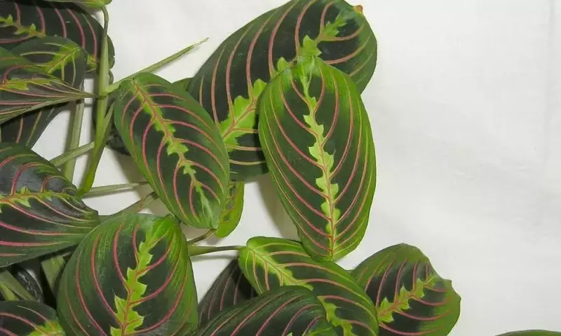 Secretos para el Cuidado Óptimo de tu Maranta: Guía Esencial
