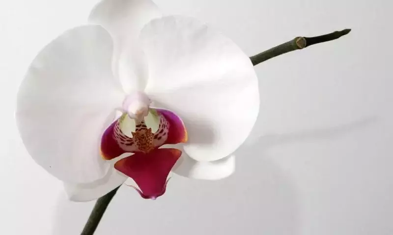 Guía Definitiva para Elegir Macetas Ideales para Orquídeas