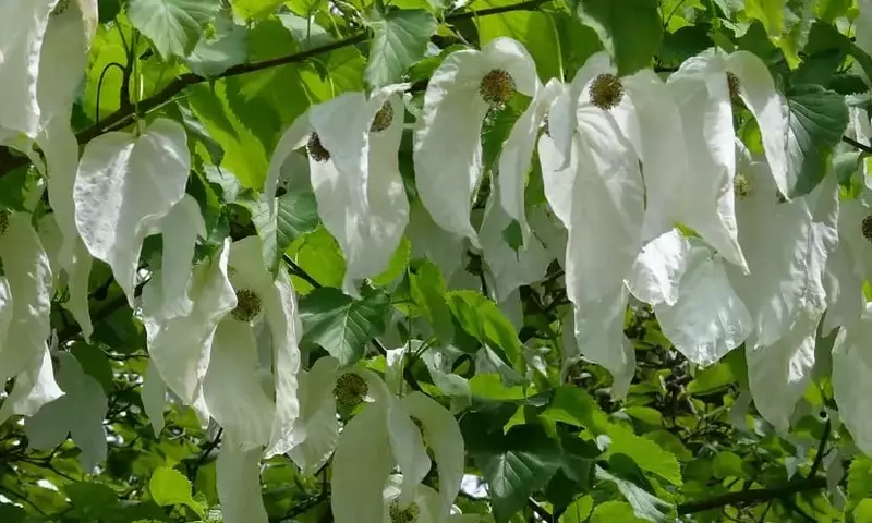 Davidia Involucrata: La Espectacular Belleza del Árbol de los Pañuelos