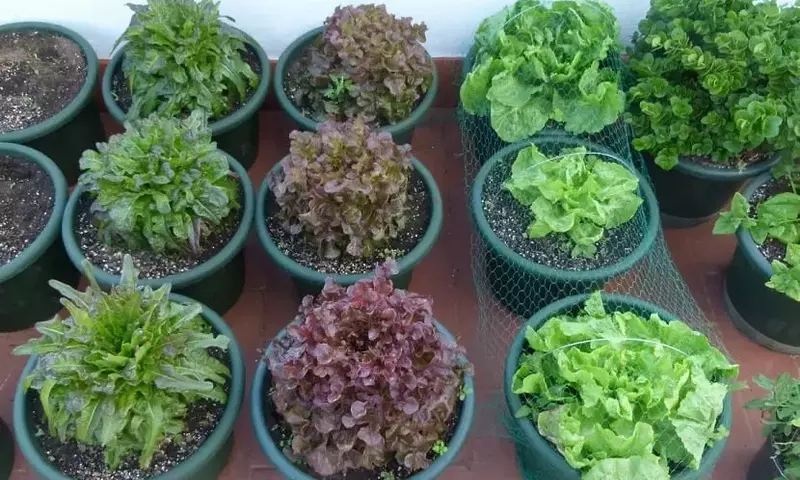Guía Completa para Establecer un Huerto Urbano en Casa