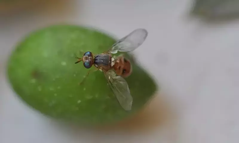 La Mosca del Olivo: Una Amenaza para la Producción Oleícola