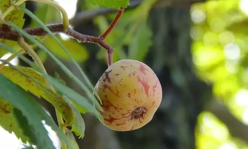 Mespilus Germanica: El Níspero Europeo y Sus Secretos