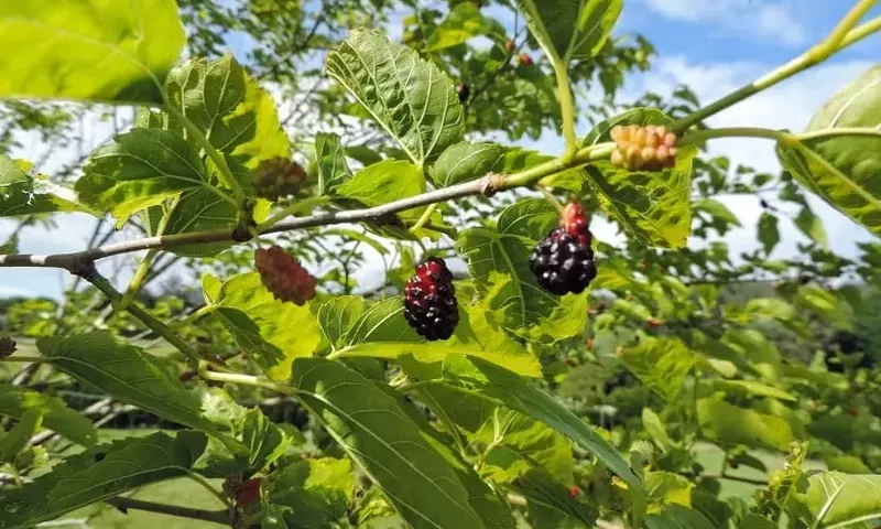 Descubriendo la Morera Negra: Un Tesoro del Jardín con Frutos Exquisitos y Sombra Generosa