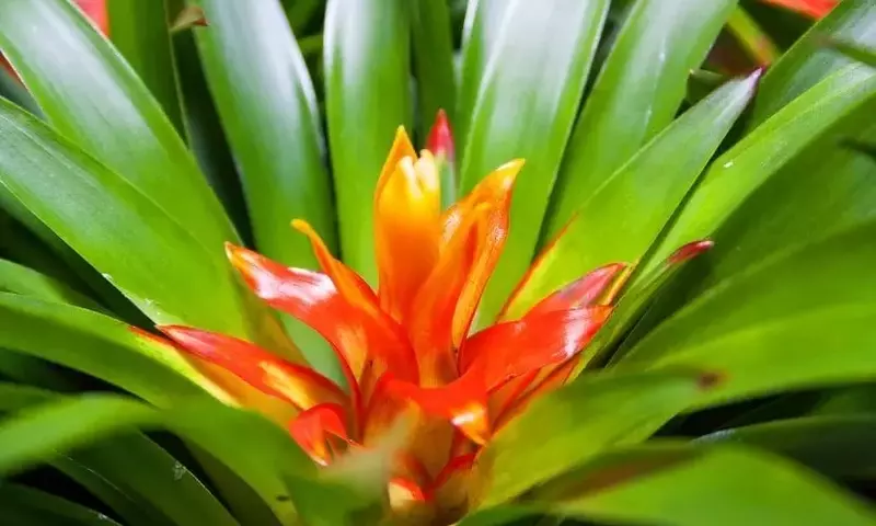 Descubriendo la Belleza Exótica de las Bromelias: Un Viaje por la Flora Tropical