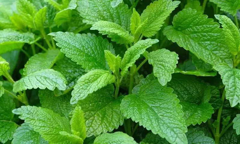 Melisa: Una Solución Natural para un Hogar Aromático y Libre de Mosquitos