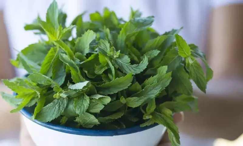 Cultivo y Cuidados de la Menta Acuática: Guía Esencial