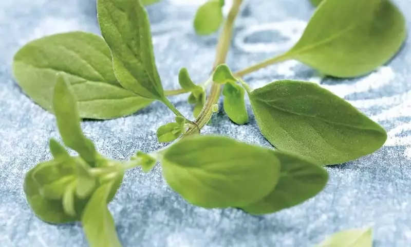 La Mejorana: Un Tesoro Aromático con Propiedades Culinarias y Medicinales