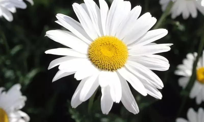 Descubriendo la Versatilidad y Belleza de la Margarita de los Prados