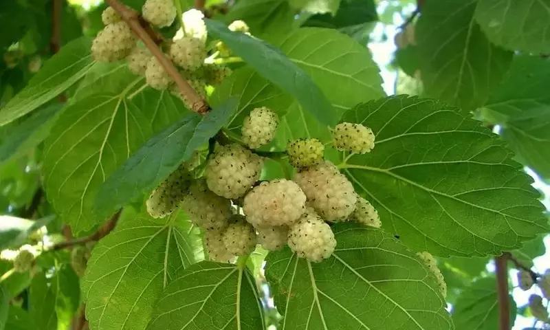 Descubriendo la Morera Blanca: Un Árbol Versátil para Tu Jardín