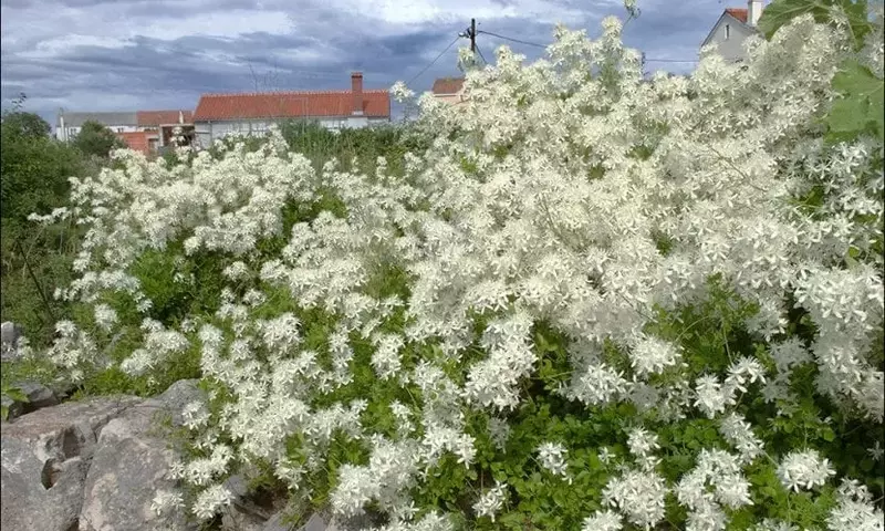Descubriendo la Belleza Oculta de la Clematis Flammula: Un Tesoro del Mediterráneo