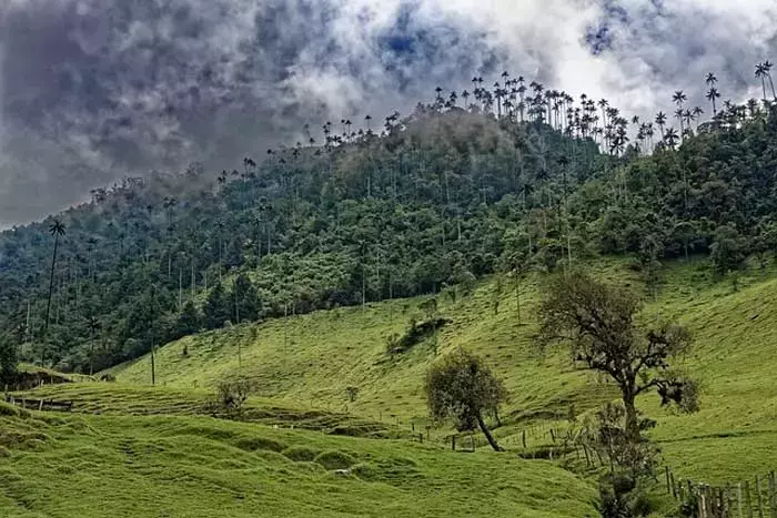 Acceso a Datos Cruciales sobre la Transformación Forestal en Colombia