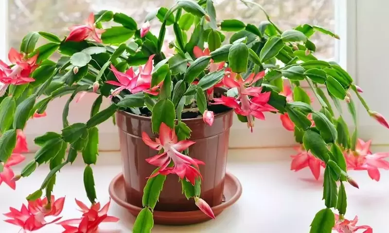 Guía Definitiva para el Cuidado de la Flor de Pascua: Belleza Perenne Más Allá de la Navidad