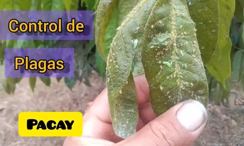 Guía Completa para el Cultivo y Cuidado del Árbol de Pacay