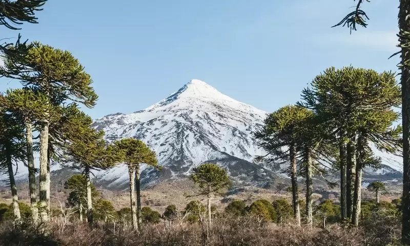 Conflicto por la Araucaria: MOP Rectifica Tala en La Araucanía