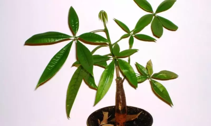 Guía Completa para el Cuidado de la Pachira Aquatica