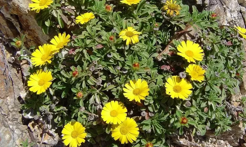 Asteriscus Maritimus: La Joya Resistente del Mediterráneo