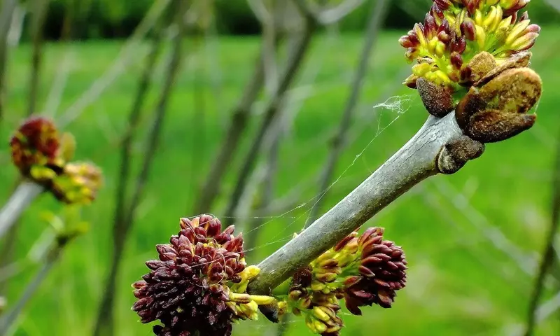 Guía Completa para el Cultivo y Cuidado del Olmo Siberiano