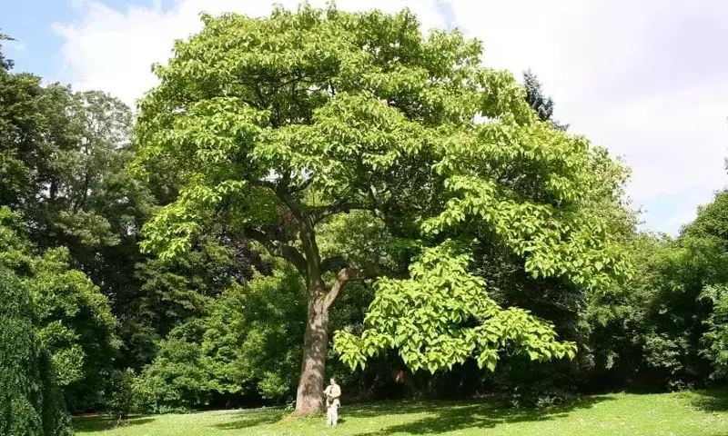 Descubriendo la Paulownia: El Árbol de Crecimiento Veloz y Belleza Exótica