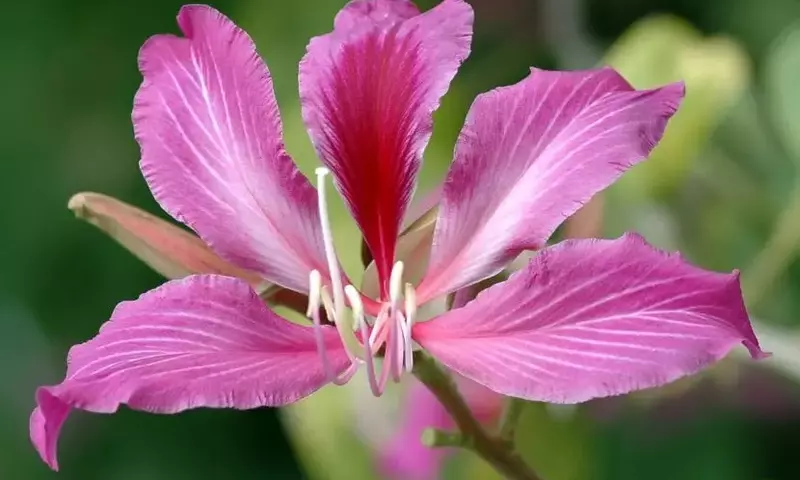 La Majestuosa Bauhinia: Un Tesoro Floral para tu Jardín