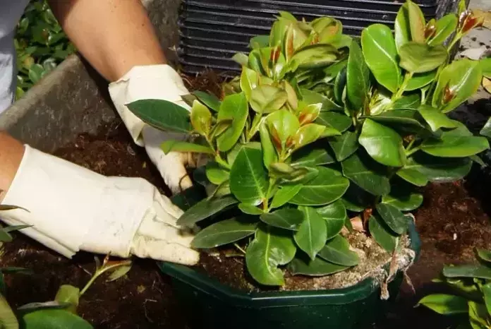 La Importancia del Sustrato en el Cultivo de Dipladenia: Guía Completa para un Jardín Vibrante