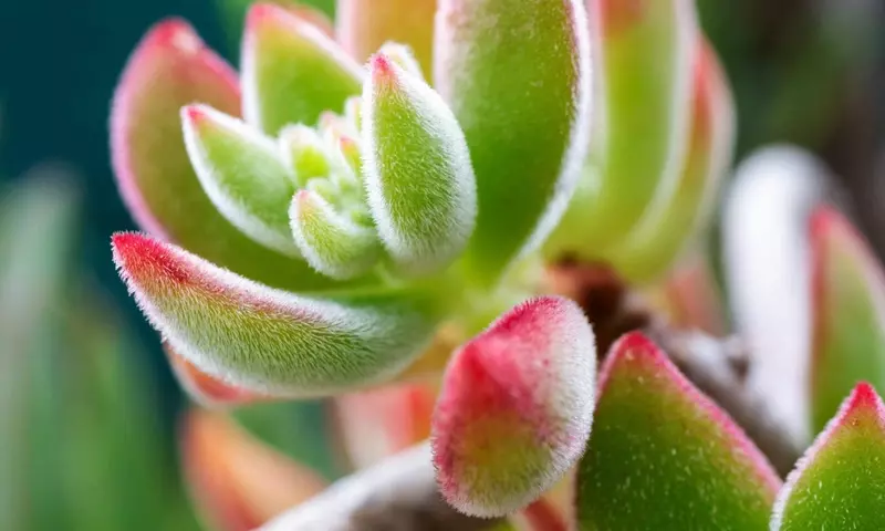 Anatomía del Cactus: Secretos de Supervivencia en Ambientes Áridos