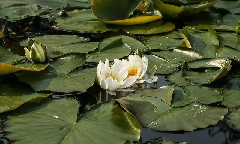 Nenúfar Blanco: Joya Acuática y su Cultivo Integral