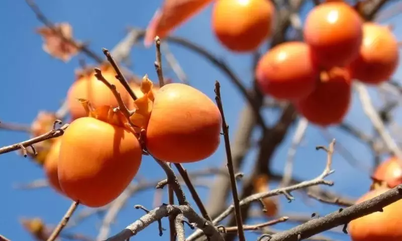 El Persimon: Descubriendo el Dulce Tesoro del Invierno y su Cultivo
