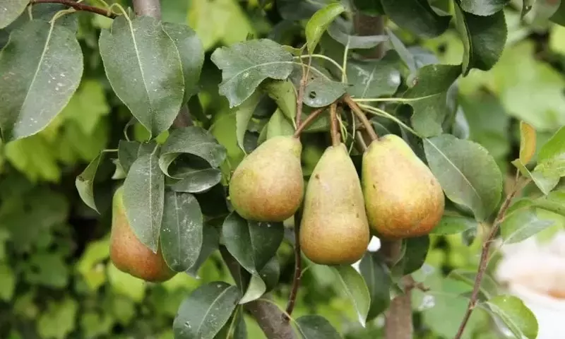 El Pyrus communis: Cuidado Integral para el Peral Común