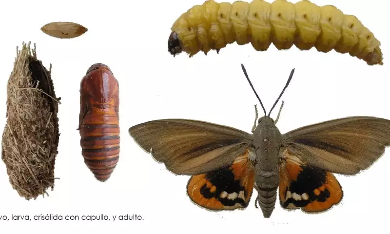La Plaga Silenciosa de la Palmera: Comprendiendo y Combatiendo a Paysandisia archon