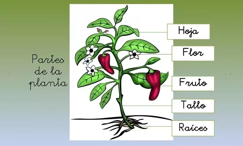 La Estructura Oculta: Desentrañando el Fascinante Mundo de las Raíces Vegetales